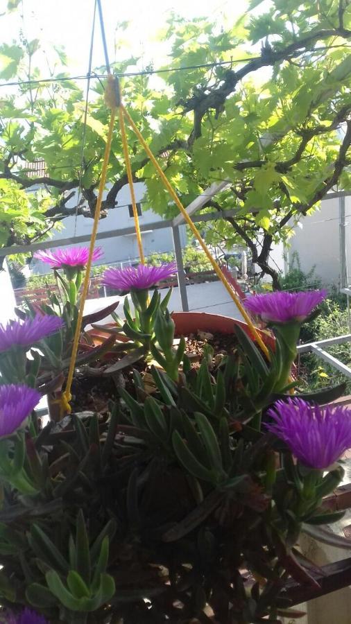 Apartment Sandra Budva Zewnętrze zdjęcie